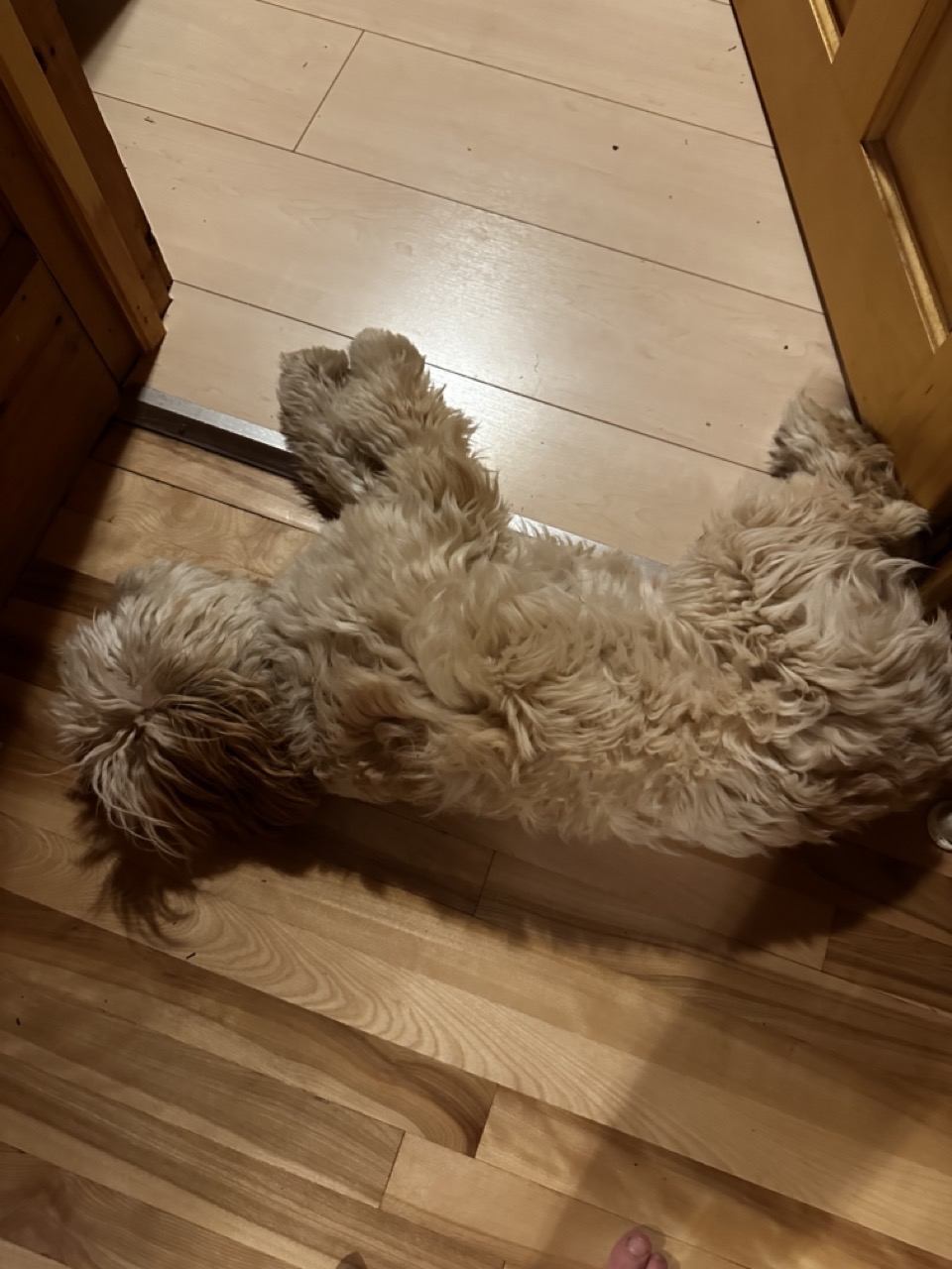 Lucy Sleeping