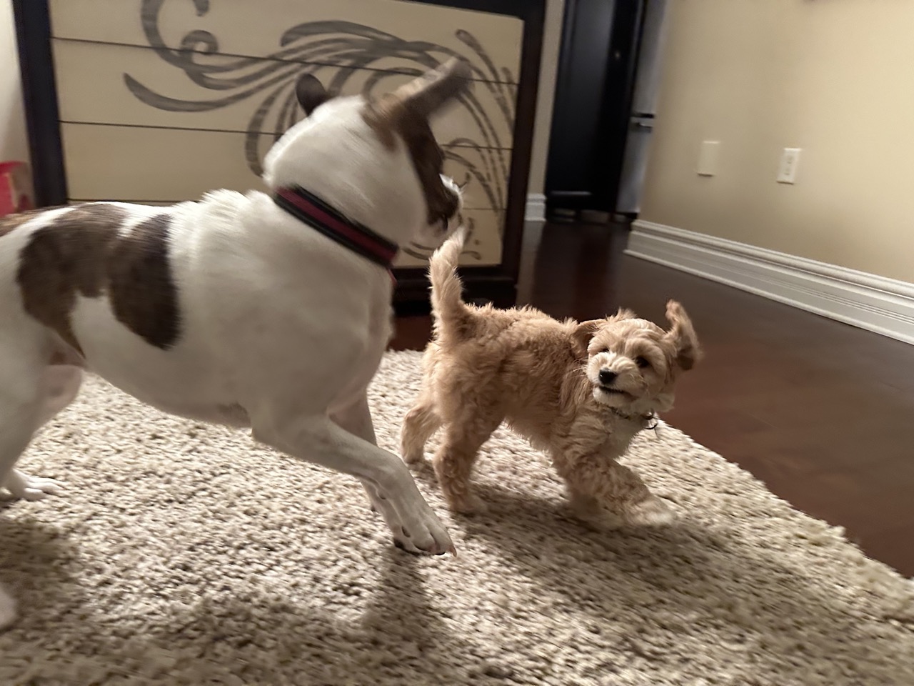 Lucy and Rocky